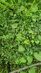 Stellaria obtusa