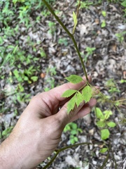 Ligusticum canadense