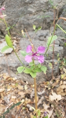 Clarkia mildrediae mildrediae