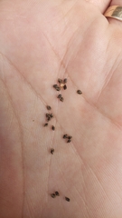 Clarkia mildrediae mildrediae