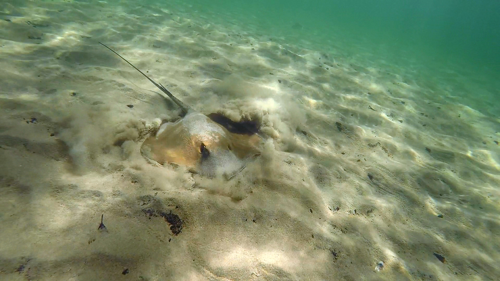 Estuary Stingray