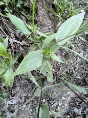 Dichanthelium commutatum commutatum