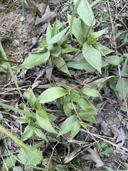 Dichanthelium commutatum commutatum