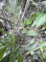 Dichanthelium commutatum commutatum