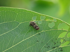 Coraebini