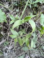 Dichanthelium commutatum commutatum