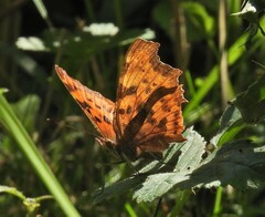 Polygonia c-album