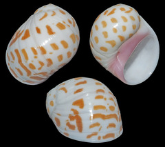 Tectonatica violacea