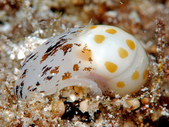 Tectonatica violacea