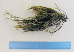 Chnoospora minima