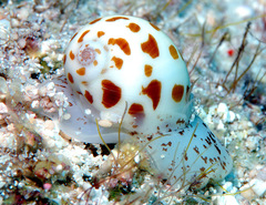 Tectonatica violacea