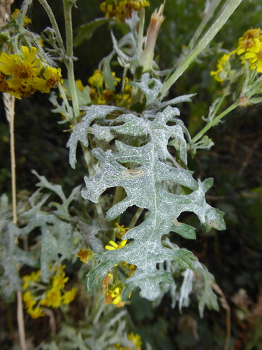 Powdery mildew
