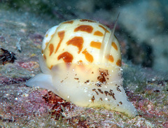 Tectonatica violacea