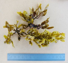 Sargassum aquifolium