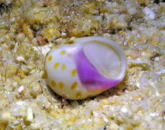 Tectonatica violacea