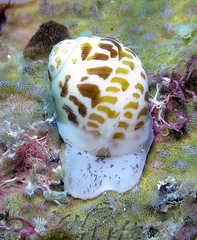 Tectonatica violacea