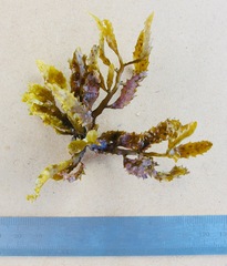 Sargassum aquifolium