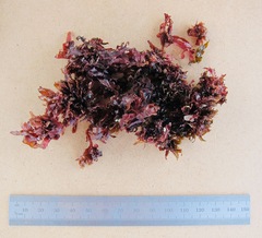 Melanamansia glomerata