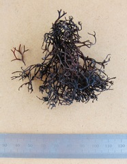 Ahnfeltiopsis concinna