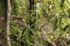 Manihot chlorosticta