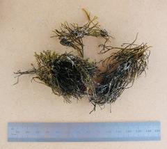 Chnoospora minima