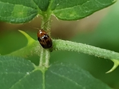 Cryptocephalus pusillus