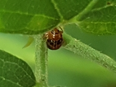 Cryptocephalus pusillus