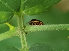 Cryptocephalus pusillus