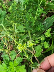 Alchemilla orbiculata