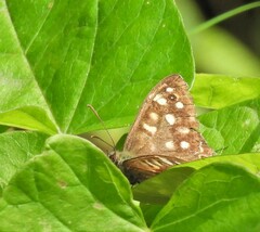 Pararge aegeria