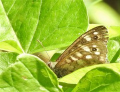 Pararge aegeria