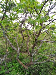 Bursera grandifolia