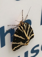 Euplagia quadripunctaria