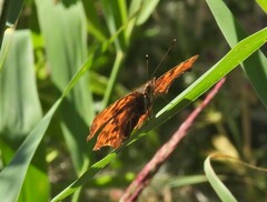Polygonia c-album