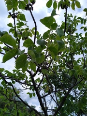 Bursera grandifolia