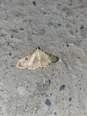 Paratalanta cultralis