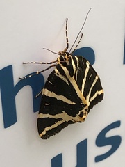 Euplagia quadripunctaria