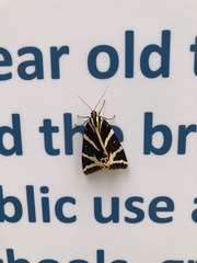 Euplagia quadripunctaria