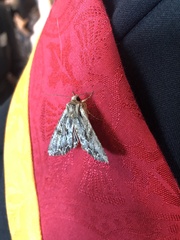Apamea monoglypha