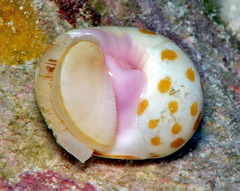 Tectonatica violacea