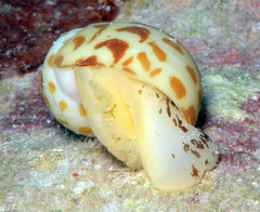 Tectonatica violacea