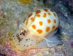 Tectonatica violacea