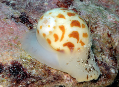 Tectonatica violacea