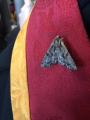 Apamea monoglypha