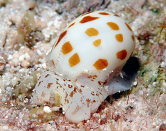 Tectonatica violacea