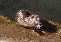 Myocastor coypus