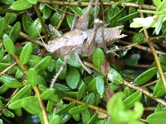 Atlanticus americanus
