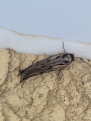 Acrolophus popeanella