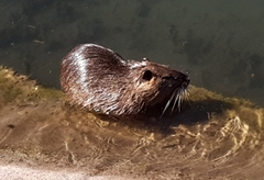 Myocastor coypus