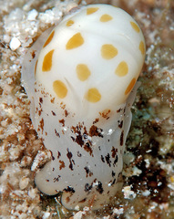 Tectonatica violacea